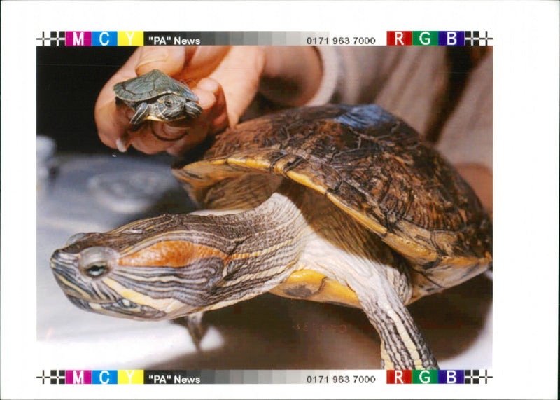 Turtle - Vintage Photograph