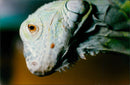 Reptiles Iguana. - Vintage Photograph