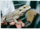 Iguana. - Vintage Photograph