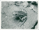 The Edible Frog. - Vintage Photograph
