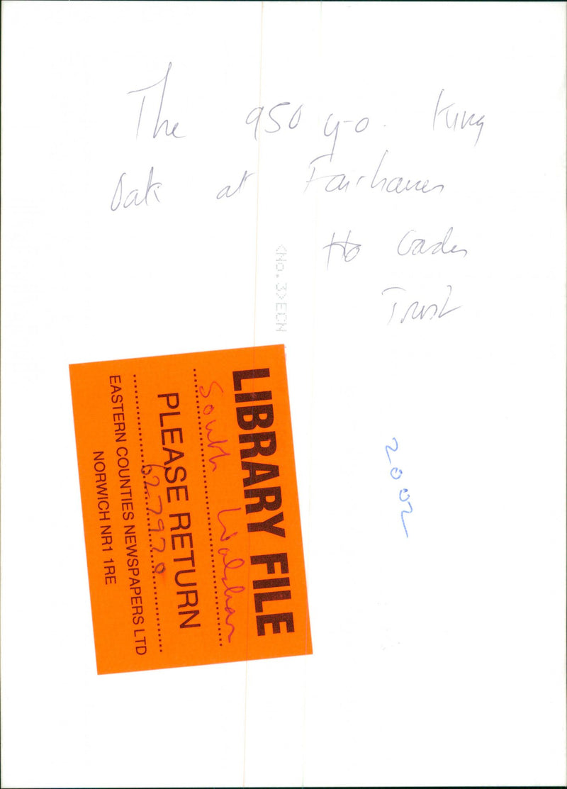 King  oak at fairhaven. - Vintage Photograph