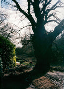 King  oak at fairhaven. - Vintage Photograph