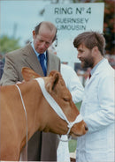 Cattle animals:the duke of kents chats. - Vintage Photograph