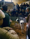 Cattle animals: - Vintage Photograph