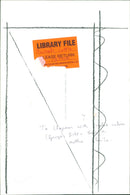 Cattle animals:to chapman with triple calves. - Vintage Photograph