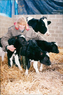 Cattle animals:to chapman with triple calves. - Vintage Photograph