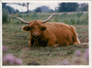 Cattle animals:a highland cow experience - Vintage Photograph