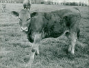Cattle animals:pat hood halvesgate. - Vintage Photograph
