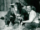 Cattle animals:roy gosling with some of his bazardals. - Vintage Photograph