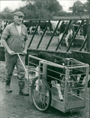 Cattle animals:john rounce with the harold calf pram. - Vintage Photograph