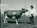 Cattle animals:mr robert paterson with reserve champion. - Vintage Photograph