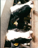 Cattle animals: - Vintage Photograph