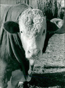 Cattle animals:a young pedigree semental bull. - Vintage Photograph