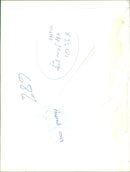 Cattle animals: - Vintage Photograph