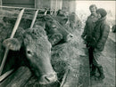 Cattle animals: - Vintage Photograph