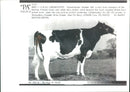 Cattle animals:a two time champion of the familiar. - Vintage Photograph