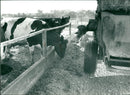 Cattle animals:prize winning silage. - Vintage Photograph