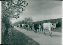 Cattle animals: - Vintage Photograph