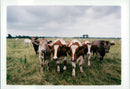 Cattle animals:cattle at alexander farm. - Vintage Photograph