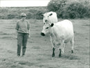 Cattle animals:jo anderson and one her british. - Vintage Photograph