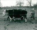 Cattle animals:ann clwyd labour spokesman. - Vintage Photograph
