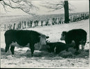 Cattle animals: - Vintage Photograph