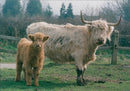 Cattle animals:a highland with her calt - Vintage Photograph