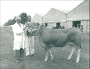 Cattle animals: - Vintage Photograph