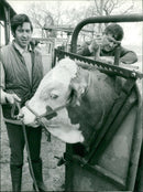 Cattle animals: - Vintage Photograph