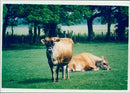 Cattle animals: - Vintage Photograph