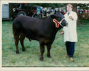Cattle animals: - Vintage Photograph