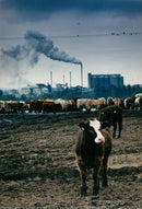 Cattle animals:beef cattle - Vintage Photograph