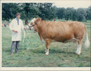 Cattle animals: - Vintage Photograph