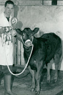 Cattle animals:peter gooderham with supreme champion. - Vintage Photograph