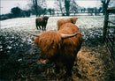 Cattle animals: - Vintage Photograph