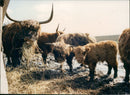 Cattle animals: - Vintage Photograph