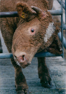 Cattle animals: - Vintage Photograph