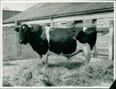 Cattle animals: - Vintage Photograph