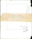 Cattle animals:one of the new poster. - Vintage Photograph