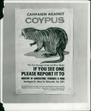 Cattle animals:one of the new poster. - Vintage Photograph