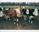 Cattle animals: - Vintage Photograph