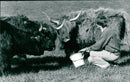 Cattle animals:keith loads and his rare. - Vintage Photograph