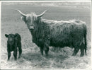 Cattle animals:highland mum and her bull calf at elm farm. - Vintage Photograph