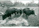 Cattle animals:cow at mettingham. - Vintage Photograph