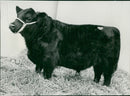 Animals Cattle. - Vintage Photograph