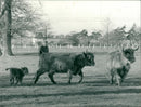 Animals cows highland. - Vintage Photograph