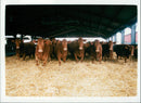 South devon Animals Cattle. - Vintage Photograph