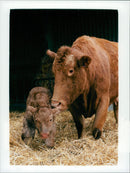South devon Animals Cattle. - Vintage Photograph