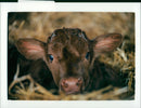 South devon Animals Cattle. - Vintage Photograph
