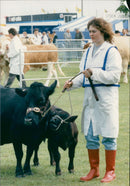 Animals Cattle. - Vintage Photograph